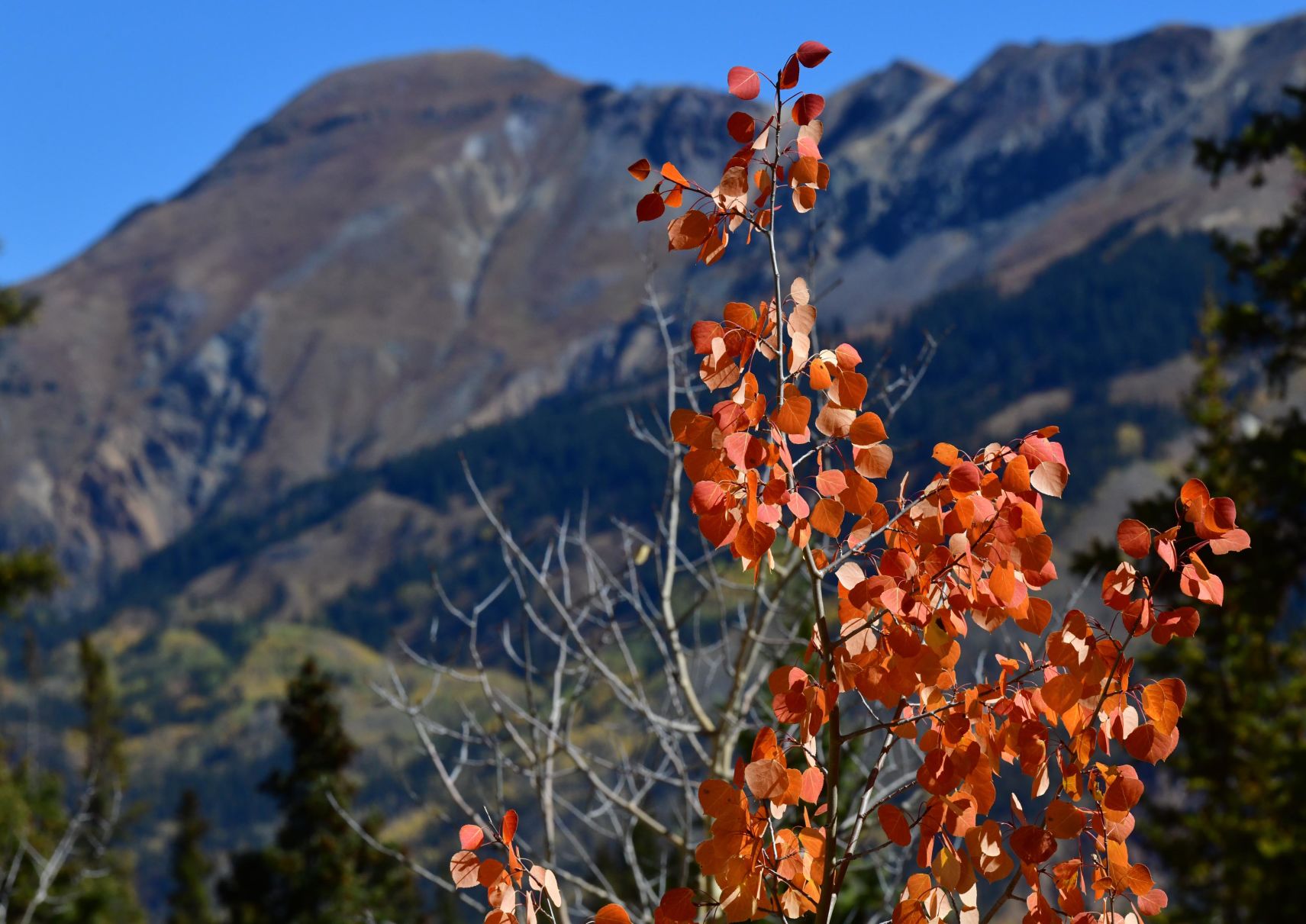 100619-news-aspens 55.JPG